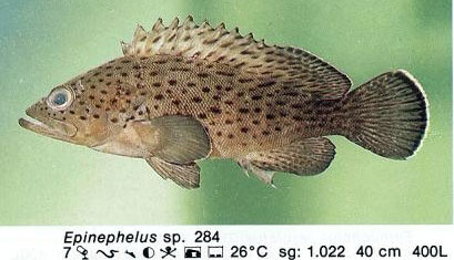 Epinephelus sp